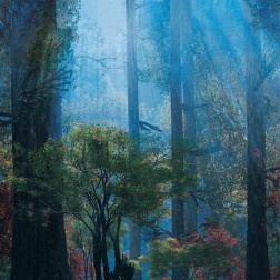 Carta da parati Foresta incantata - Adriani & Rossi